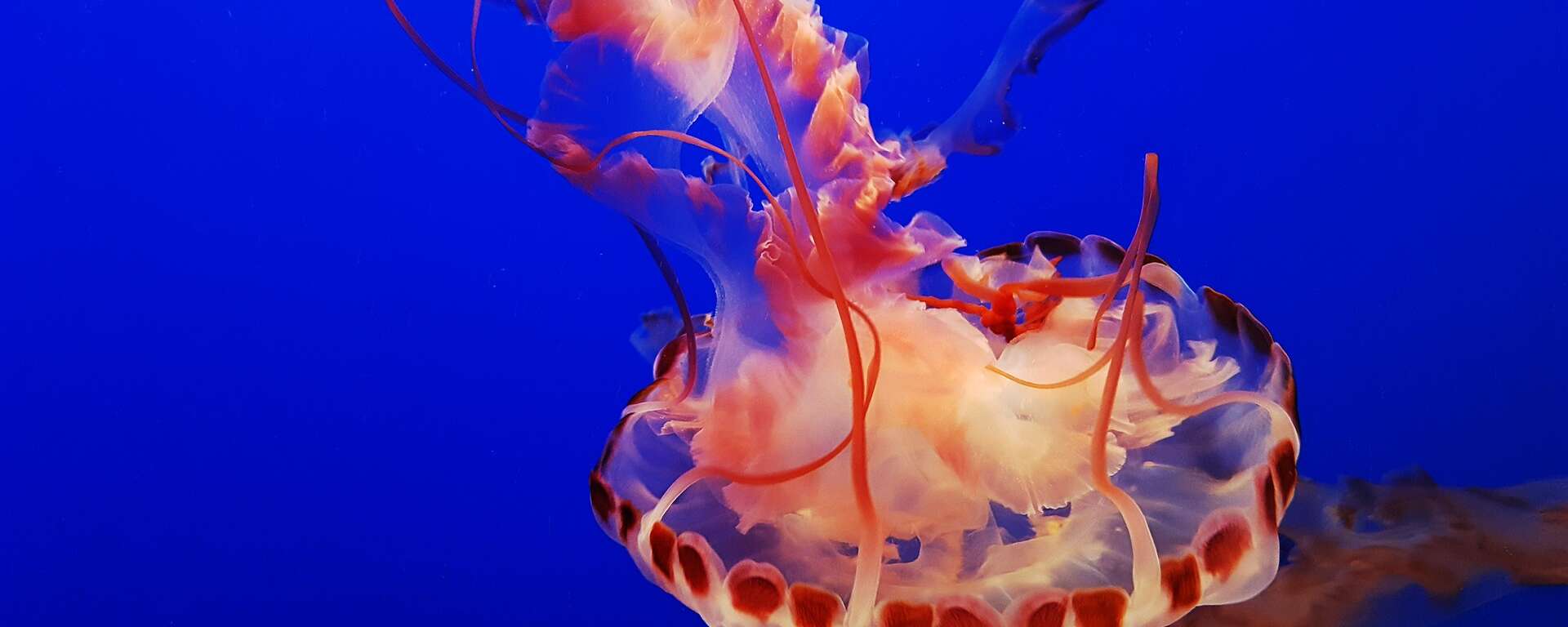 jelly fish monterey bay aquarium