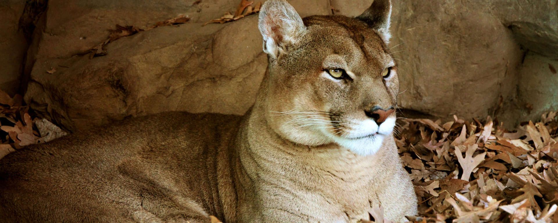 Mountain Lion for Conservation Talk