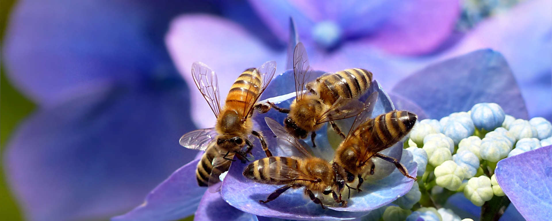 Honey Bees and Flower