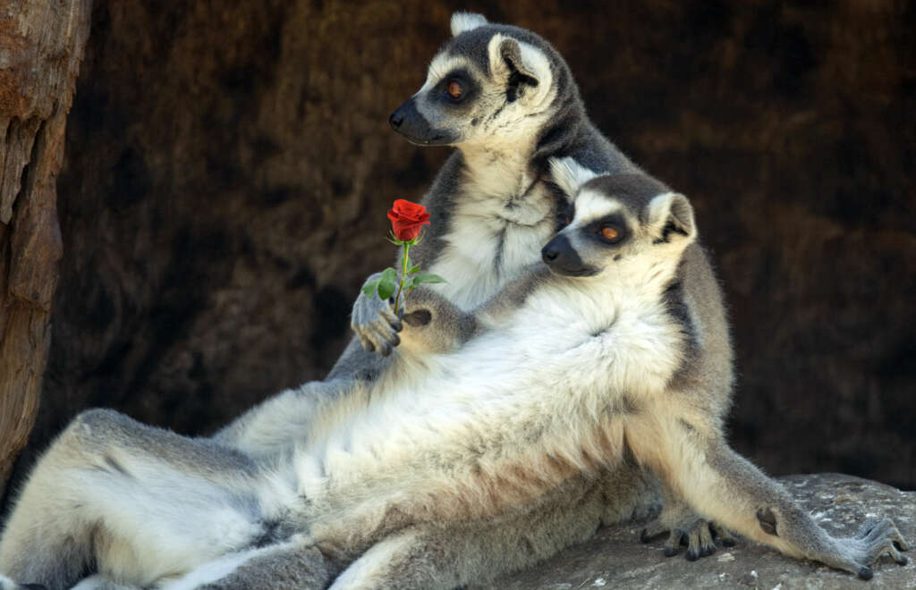 Lemurs reclining Wild 'Amour' Party Valentine's Day event