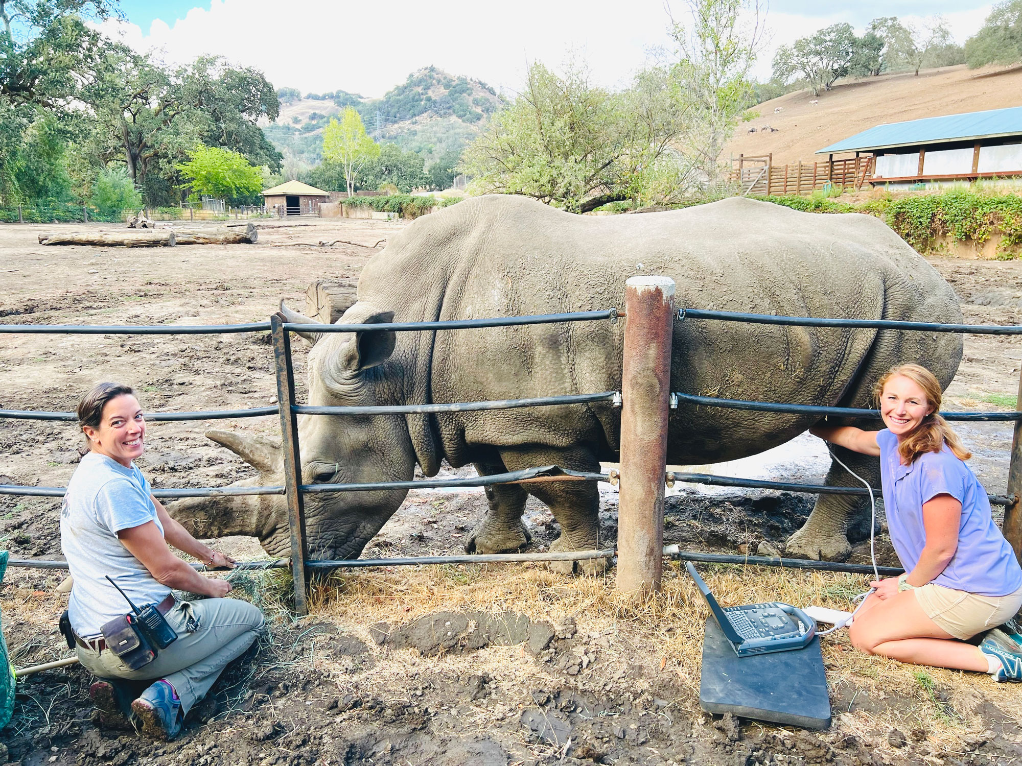 Rhino Pregnancy Announcement - Safari West