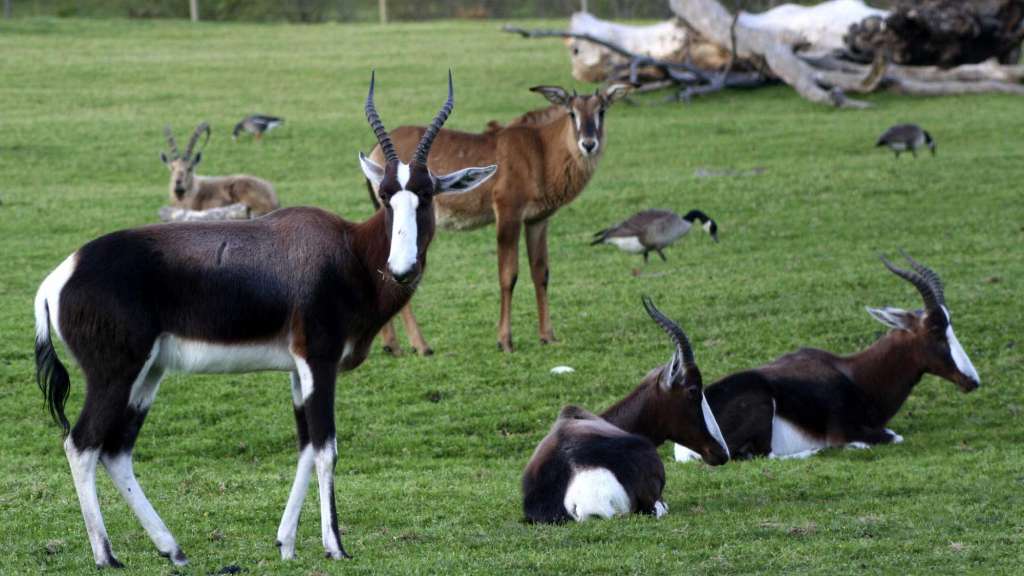 Safari Bontebok and Roan Antelope