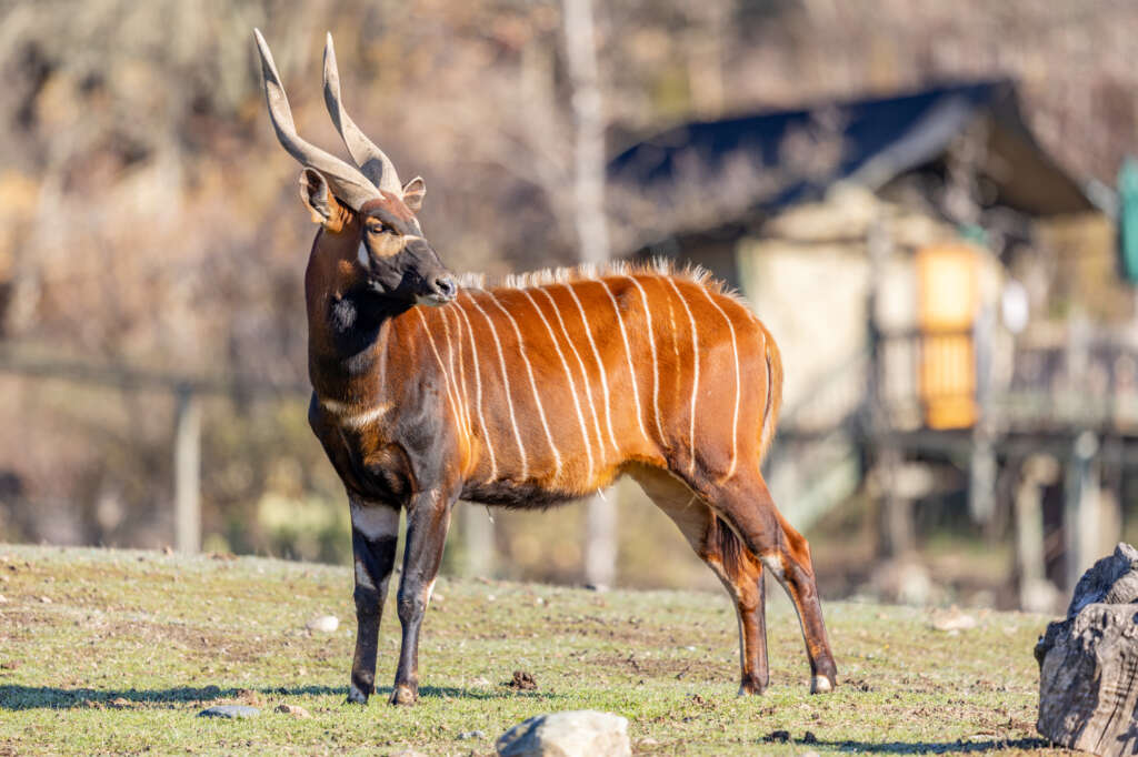 Safari Bongo Antelope