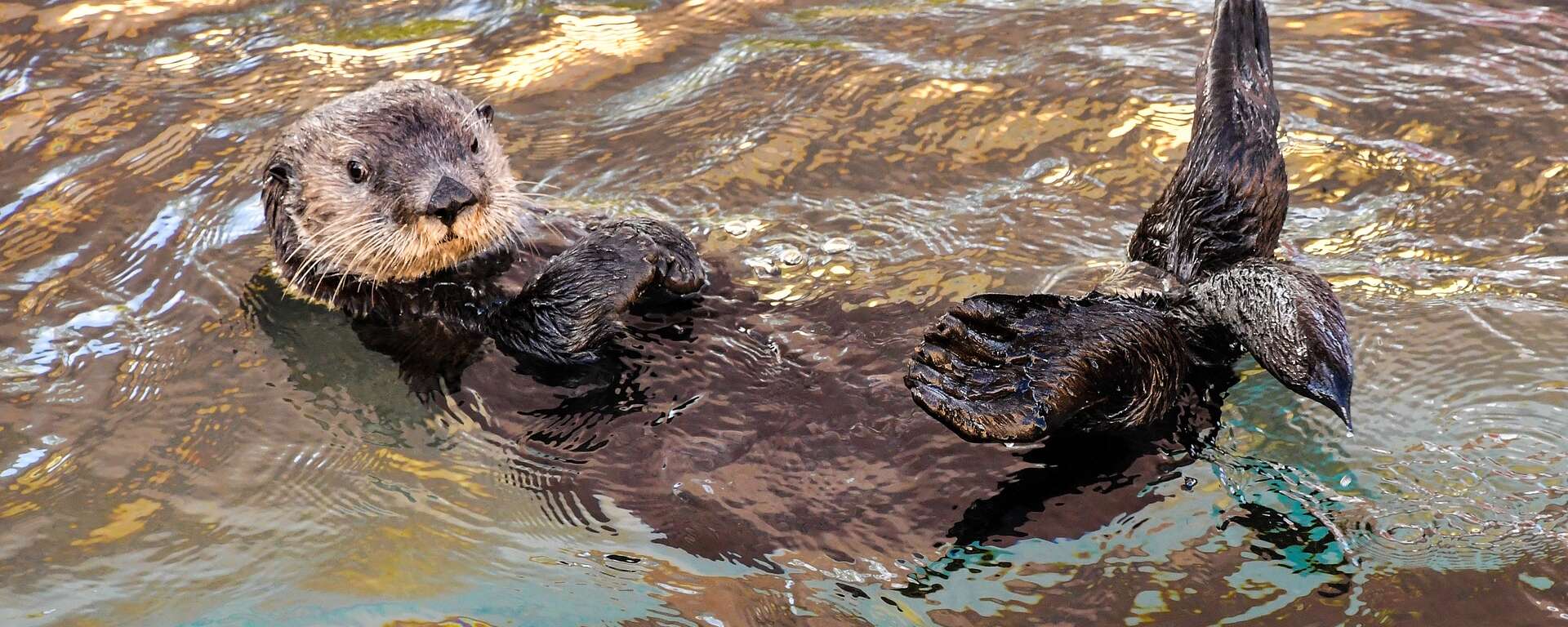 Sea Otter Marine Mammal Center