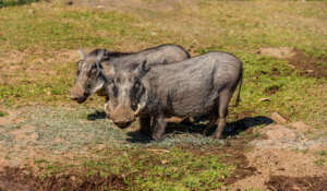 warthog