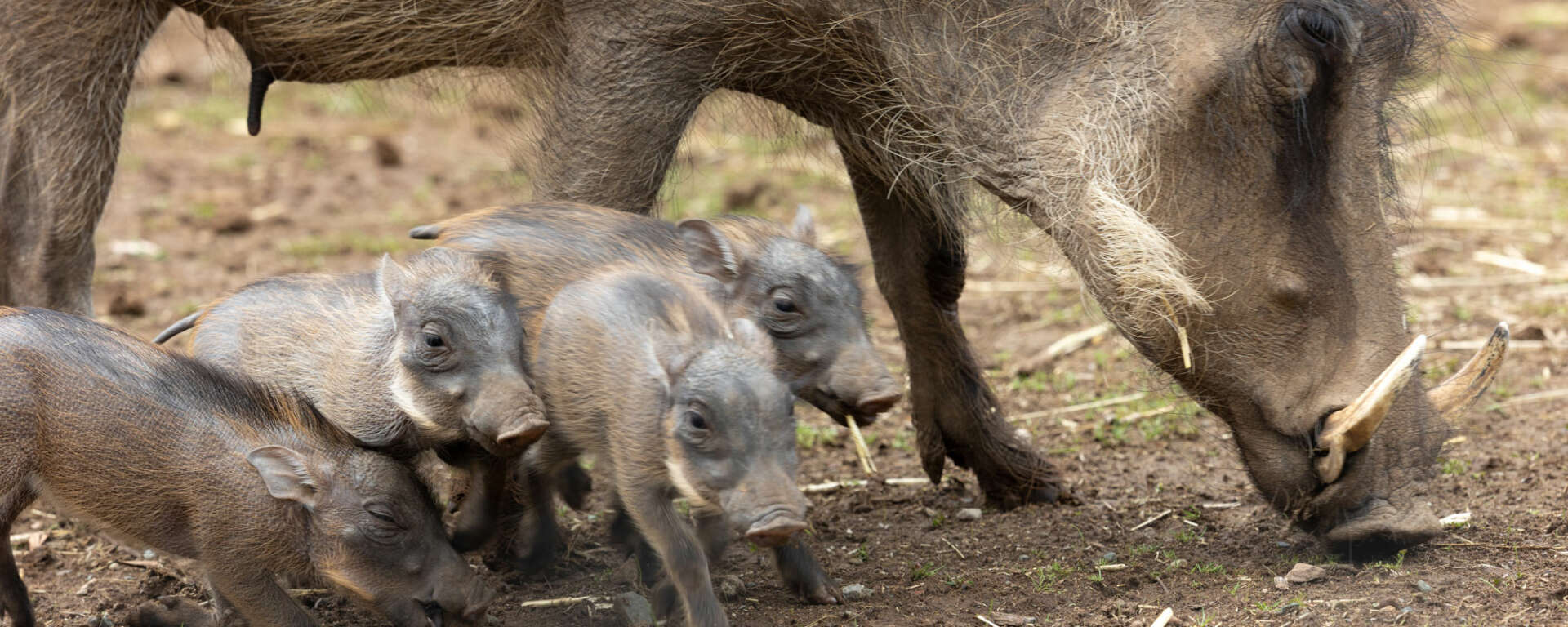 Warthog piglets photo by Mark Pressler