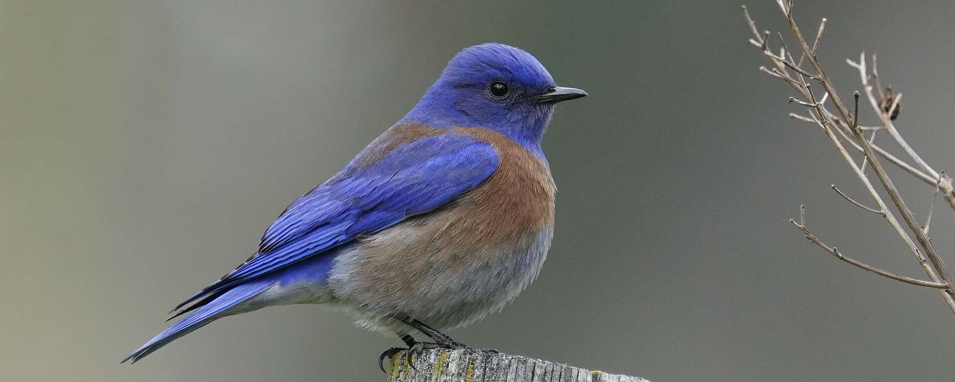 western Bluebird