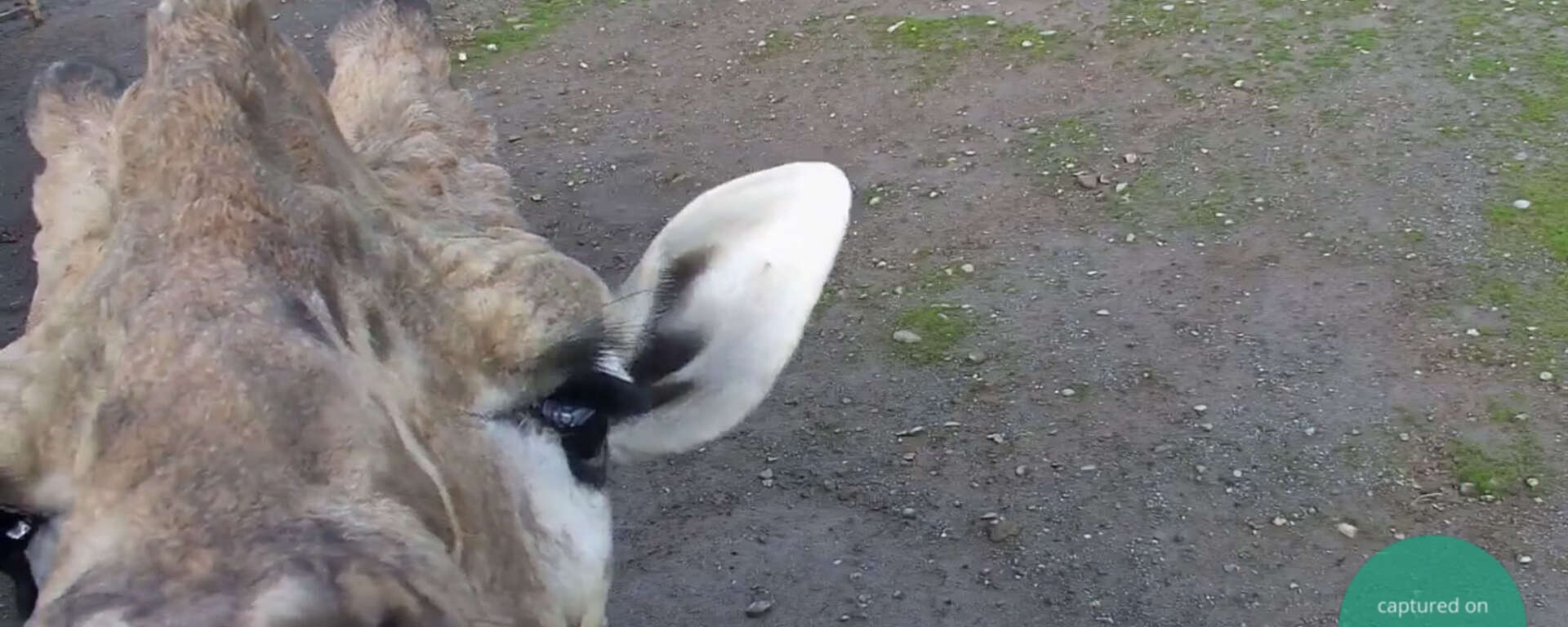 Zoolife hero image with Mango the male giraffe checking out the camera